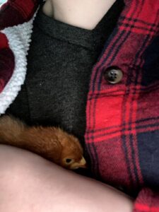 Person holding a tiny chick close to keep it warm and secure.